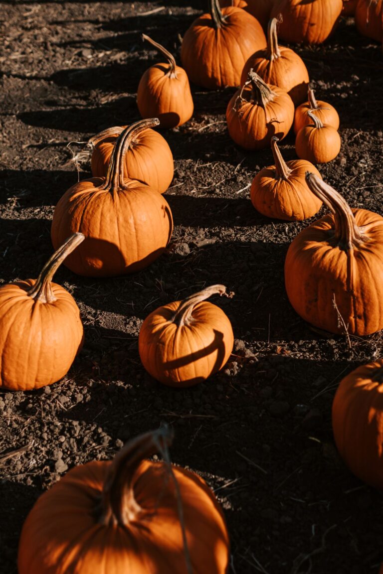 Pumpkin farm in autumn representing Morton IL seasonal home maintenance season